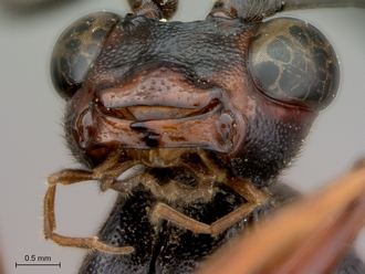 Leptophatnus_nigrocyaneus_mandibles