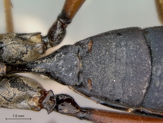 Leptophatnus_nigrocyaneus_petiole_dorsal