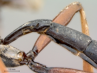 Leptophatnus_nigrocyaneus_petiole_lateral