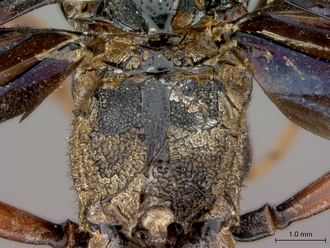 Leptophatnus_nigrocyaneus_propodeum