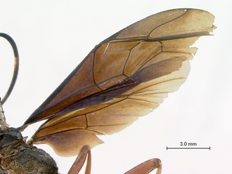Leptophatnus_nigrocyaneus_wings