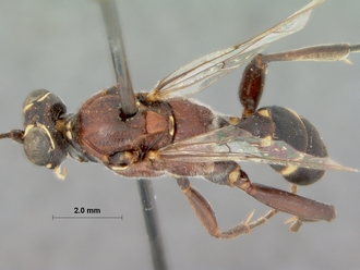 Barichneumon_grandis_HOLOTYPE