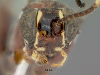 Barichneumon_grandis_HOLOTYPE