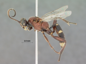Barichneumon_grandis_HOLOTYPE