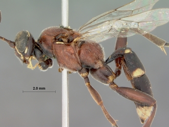 Barichneumon_grandis_HOLOTYPE