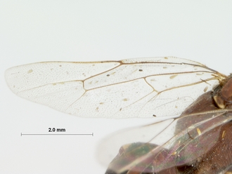 Barichneumon_grandis_HOLOTYPE