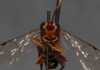 Ichneumon_tanganus 