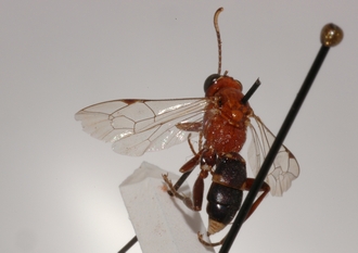Ichneumon_tanganus