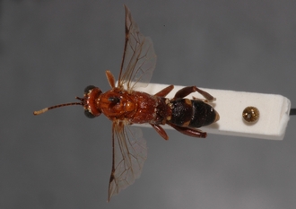 Ichneumon_tanganus 