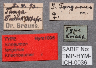 Ichneumon_tanganus_labels