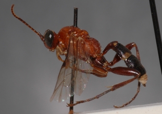 Ichneumon_tanganus