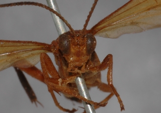 Macrojoppa_fulva_PARATYPE