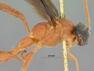 Phaisura_fumatipennis_HOLOTYPE