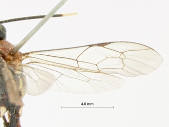 Pseudocillimus_major_HOLOTYPE
