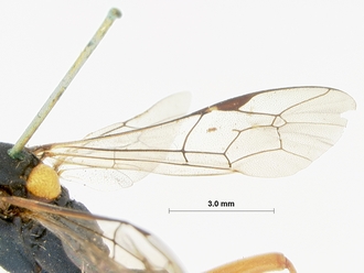 Spanophatnus_cyanocroceus_HOLOTYPE