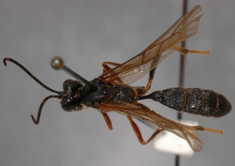 Stenolonche_rufipectus_HOLOTYPE