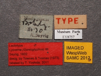 Lycorina fici labels
