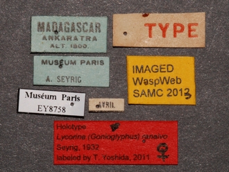 Lycorina ranaivo labels