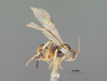 Mesochorus_nox_HOLOTYPE