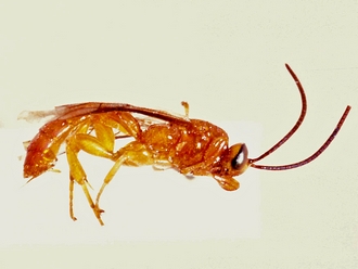 Exochus upembaensis 360a