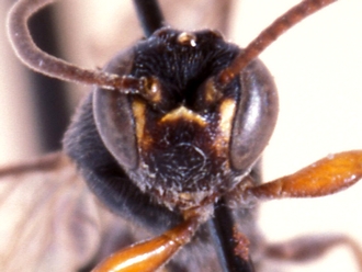 Hemimetopius kayoveanus 355d
