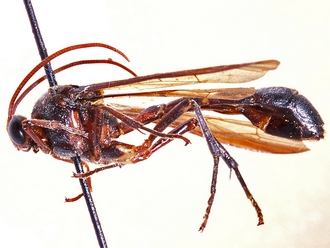Metopius nodiformis 361a