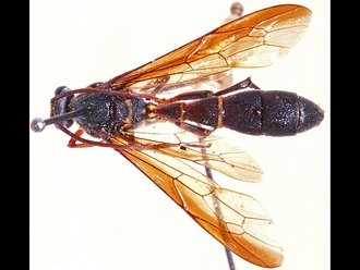 Metopius nodiformis 361b