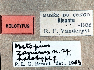 Metopius zonurus 350e