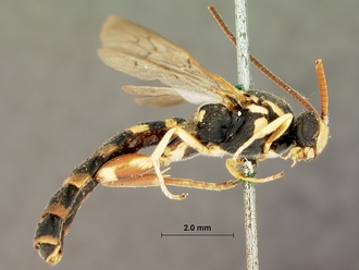 Metopius_albo-ornatus_SAM-HYM-P001520_habitus_lateral