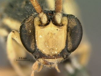 Metopius_albo-ornatus_SAM-HYM-P001520_head_frontal