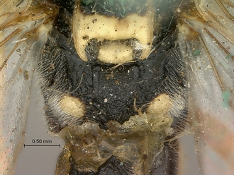 Metopius_albo-ornatus_SAM-HYM-P001520_propodeum_dorsal