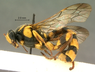 Metopius_capicola_SAM-HYM-P001548_habitus_lateral