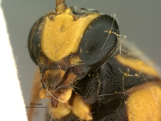 Metopius_capicola_SAM-HYM-P001548_mandibles