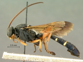 Metopius_hilaroides_SAM-HYM-P001545_habitus_lateral
