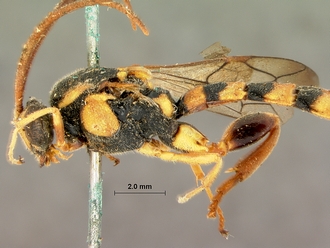 Metopius_latibalteatus_SAM-HYM-P001547_head_mesosoma