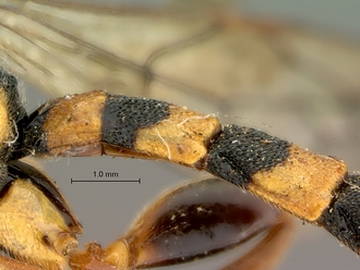 Metopius_latibalteatus_SAM-HYM-P001547_segments_metasoma_lateral