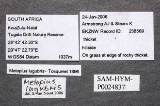 Metopius_lugubris_data_labels