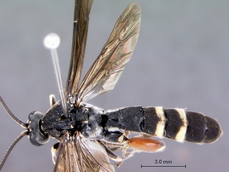 Metopius_lugubris_habitus_dorsal