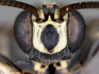 Metopius_lugubris_head_frontal