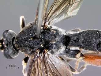 Metopius_lugubris_head_mesosoma_dorsal