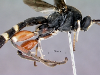 Metopius_lugubris_head_mesosoma_lateral