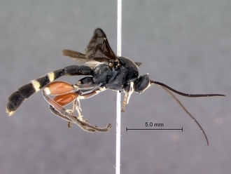 Metopius_lugubris_lateral