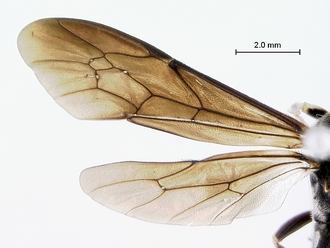Metopius_lugubris_wing