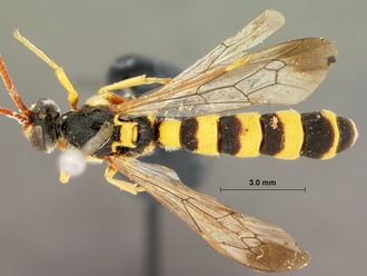 Metopius_strenuus_SAM-HYM-P001554_habitus_dorsal_1