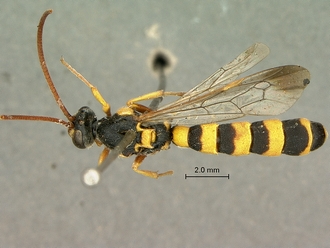 Metopius_strenuus_SAM-HYM-P001554_habitus_dorsal