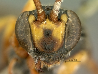 Metopius_strenuus_SAM-HYM-P001554_head_frontal