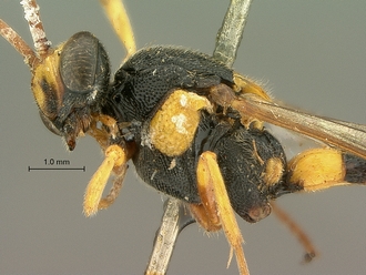 Metopius_strenuus_SAM-HYM-P001554_head_mesosoma_lateral