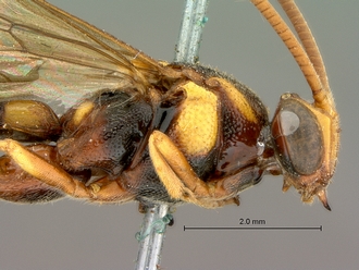 Metopius_zuluanus_SAM-HYM-P001555_head_thorax_lateral