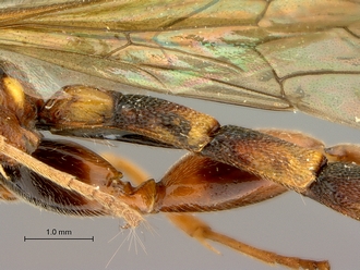 Metopius_zuluanus_SAM-HYM-P001555_segments_metasoma_lateral