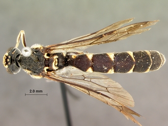 Metopius_zuluensis_SAM-HYM-P001570_habitus_dorsal